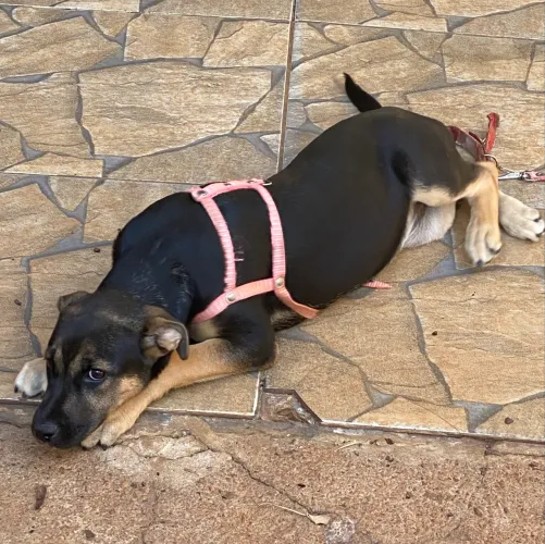 Doação de Pet Fêmea 3 Meses