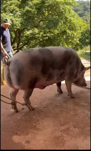 DOAÇÃO DE PORCO!!!!