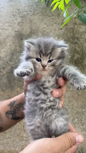 Gato scottish 
