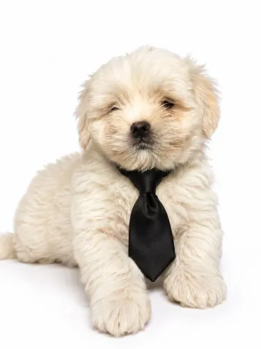Lhasa Apso machinho um novo amor te espera 