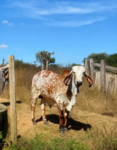 Garrote Gir Leiteiro a venda