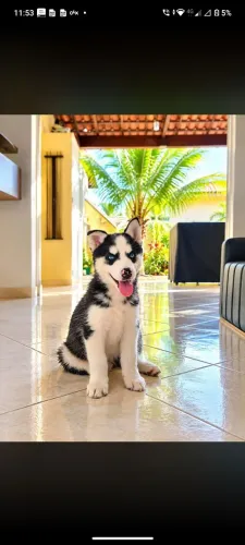 Husky siberiano fêmea vacinada