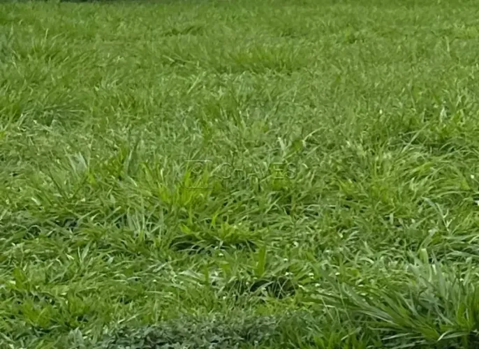 Terreno em condomínio de 419 m², Terras de Siena, Vila do Golf Zona Sul de Ribeirão Preto