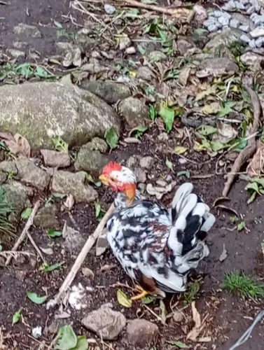 Nagasaki polaco tricolor 