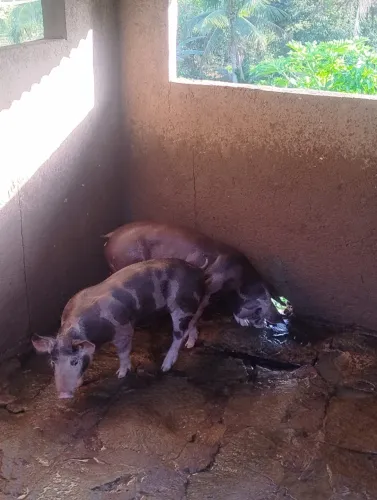 Casal Pietrain PO