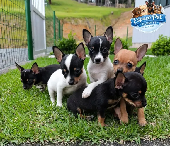 Pinscher fêmea zero