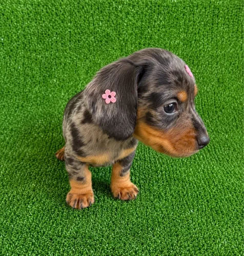 Dachshund fêmea / salsicha , linguinha