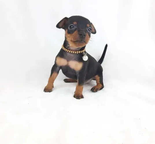 Apaixone-se por um Pinscher Miniatura
