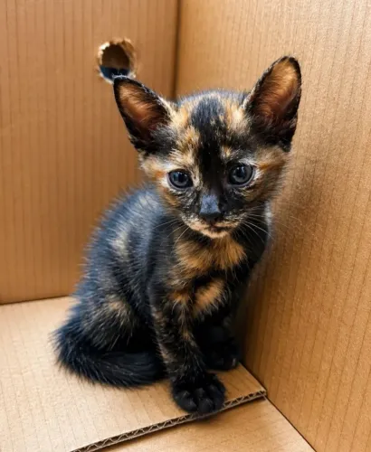 Gato