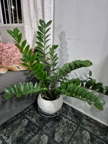 Planta zamioculca