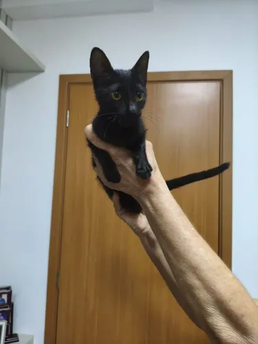 GATO ADOÇÃO 