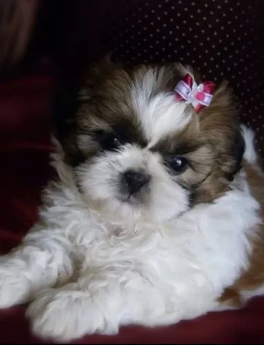 Shih tzu europeu / Lindos Babys / Aceito Cartão 12 x