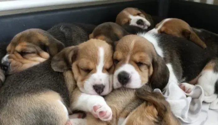Beagle Mini Filhotes Pelagem Tricolor. 