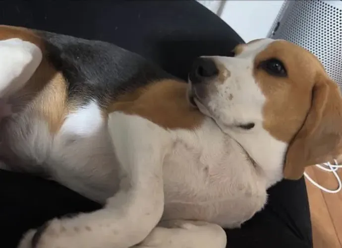 Filhote Beagle, ganhe amor incondicional!