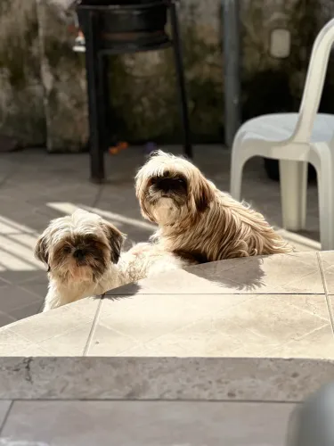 Vendo filhotes shitszu pequeno porte