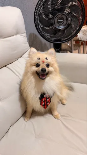 Spitz Alemão Adulto