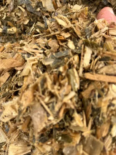 Silagem de milho - Alta qualidade