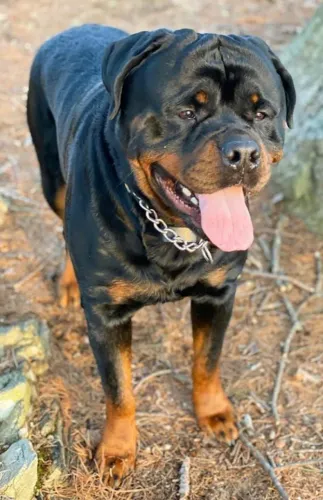 O maior rottweiler alemão pra você 