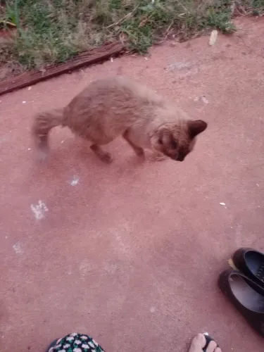 Doa-se gato macho castrado e vermífugado de 1anos e 5 meses 