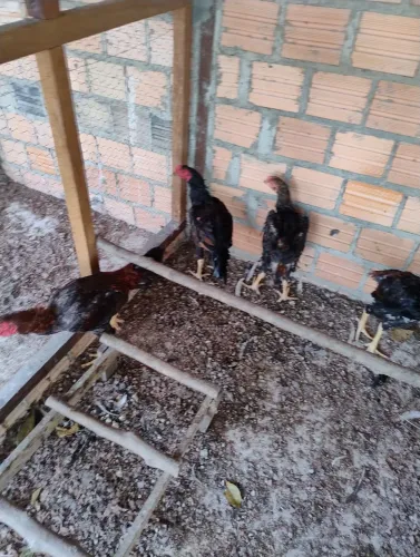 Vendo 13 galos e frangos machos com lote de 13 aves no valor de 650,00 reais 