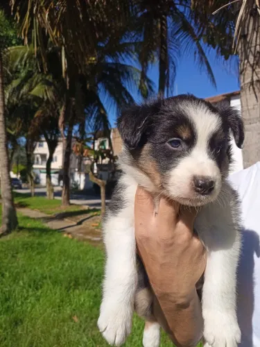 Border Collie Filhotes