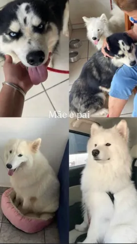 Husky