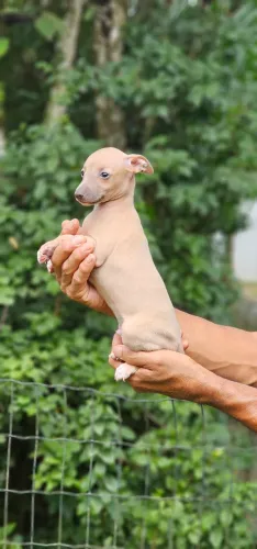 Galguinho Italiano - menor. Top e lindo