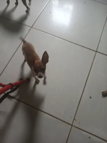 cachorro pincher 