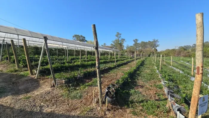 Sitio  a venda Piracicaba