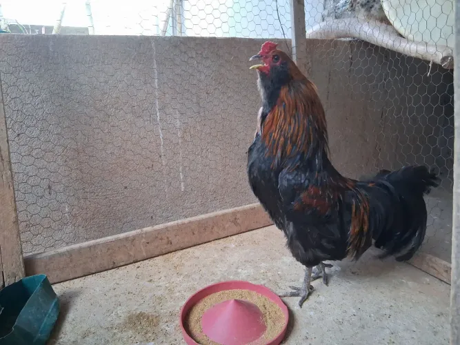 Frango Disponível cruzamento entre Ameraucana e Marans!!!