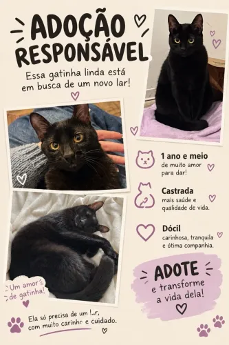 gatinha para adoção 
