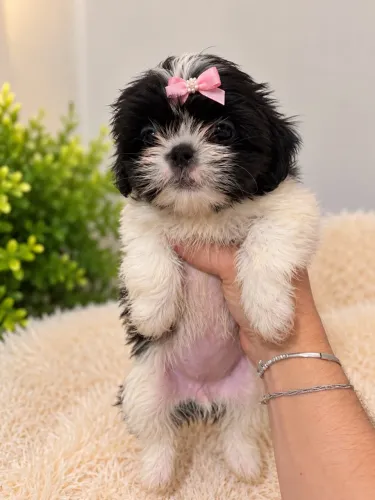 Cachorro