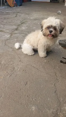 Vendo um cachorro da raça Shitzu. 