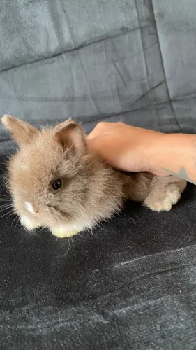 Mini Coelho mini lion head