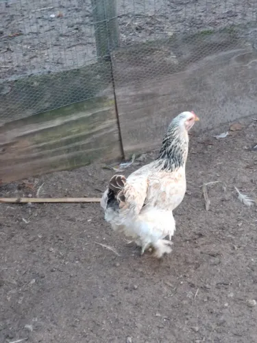 Galinha