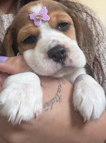 Beagles 13 polegadas bebês lindos