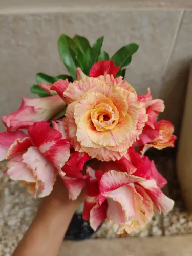 Rosas do deserto