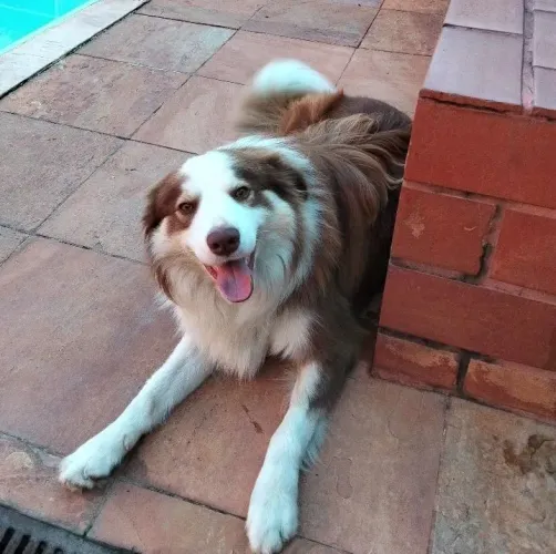 Boder Collie para Cobertura( Cruza)