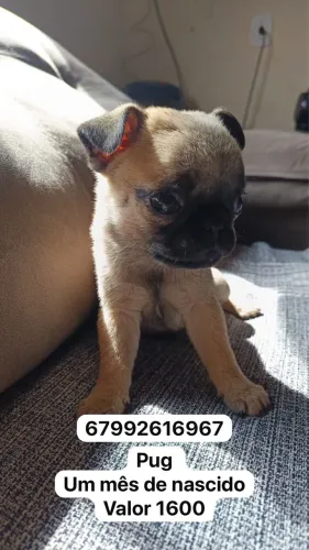Cachorro