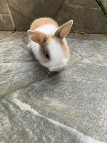 Mini Coelhos ? 