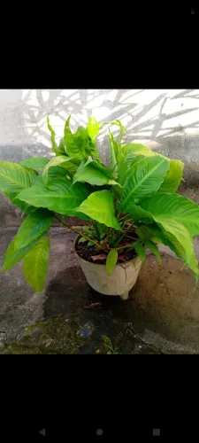 Plantas para vender e encher seus olhos de lindeza