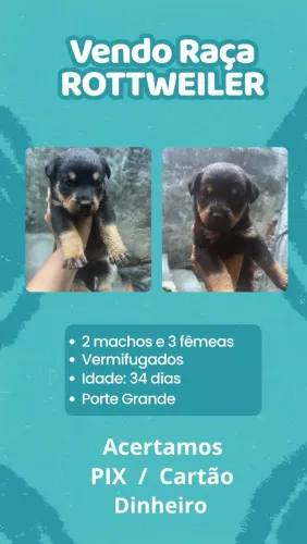 Venda de Rottweiler