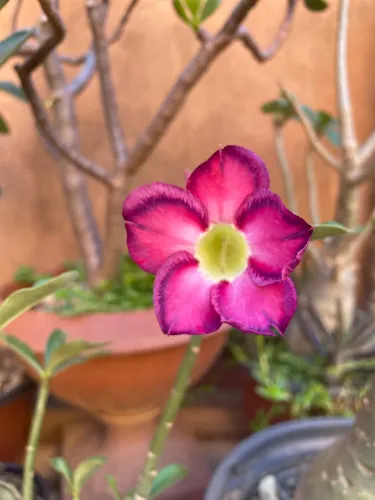 Rosa do deserto 