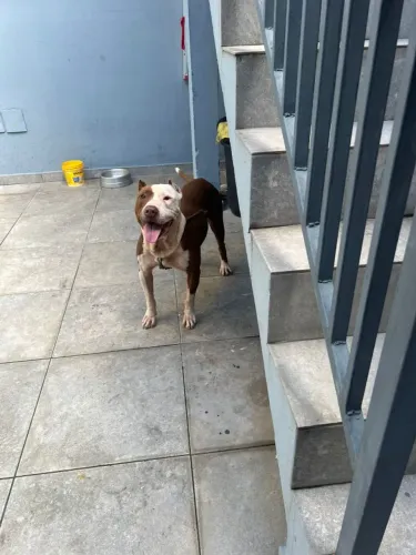 Cão de guarda adoção responsável.