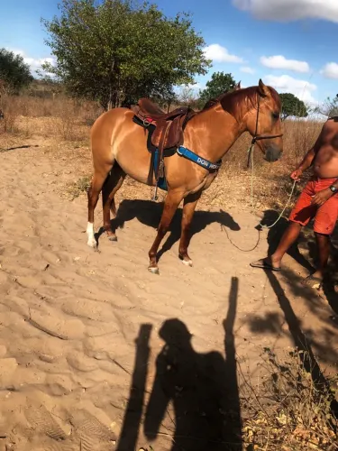 Vende-se ou trocar potro