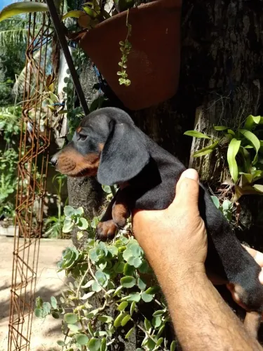 Filhotes de dachshund (salsicha)