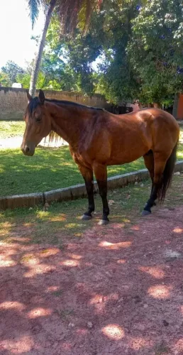 Egua linda Quarto de milha rosilha de castanho profissional de esteira apenas 7 anos