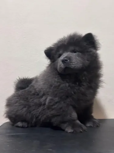 Filhote chow Chow americano