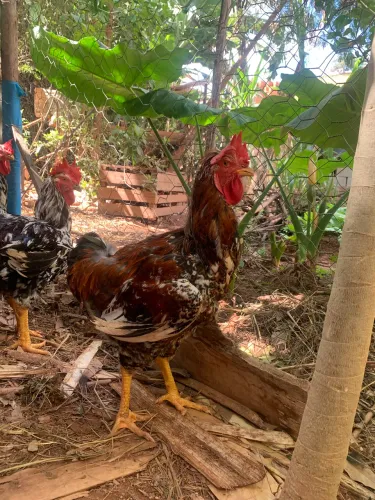 Frango gsb 7 meses 