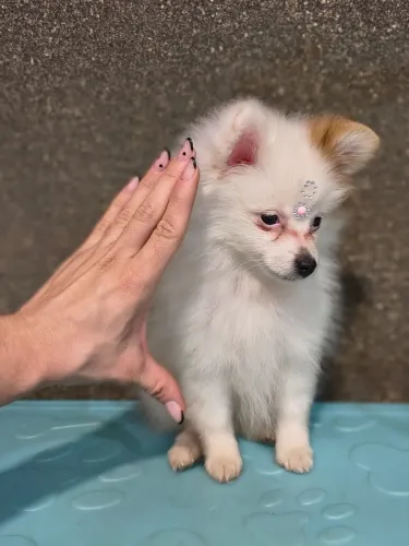 Lulu da Pomerania anão